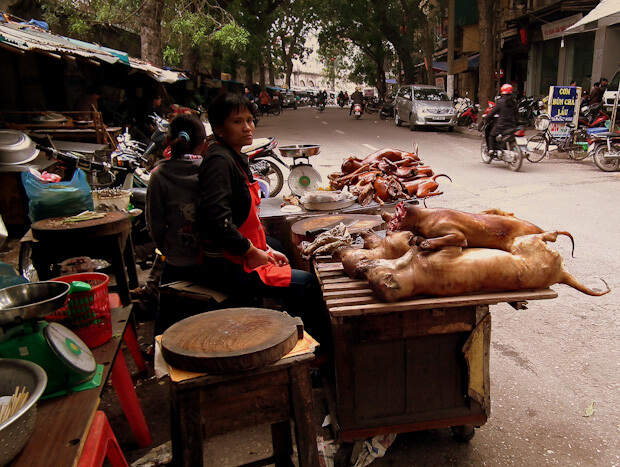 when can you sell puppies can you eat it foods of romancing the planet travel when can you sell puppies can you eat it foods of romancing the planet travel