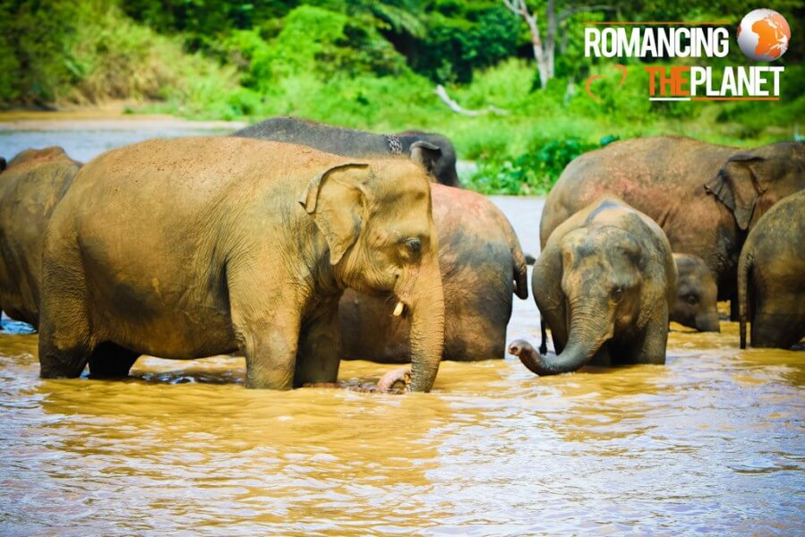 Elephants bathing in the river