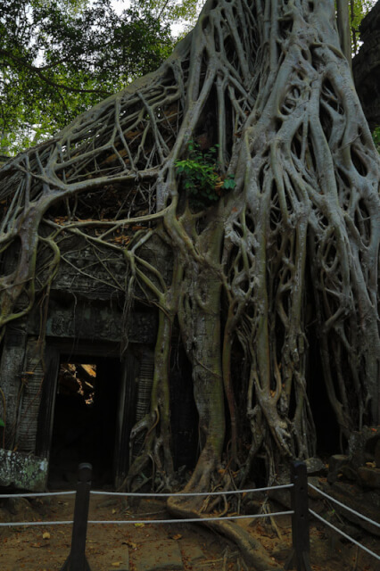 Doorway that has been rooted