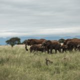 Safaris In Tanzania