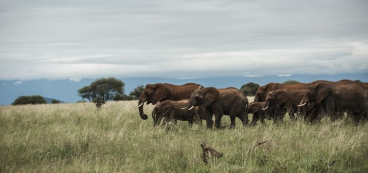 Safaris In Tanzania