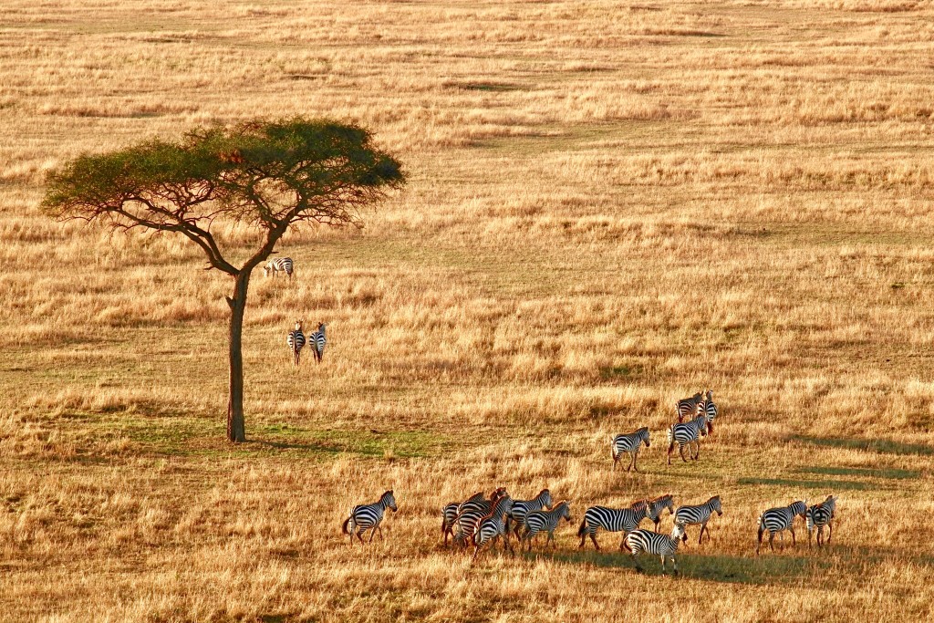 safaris in tanzania