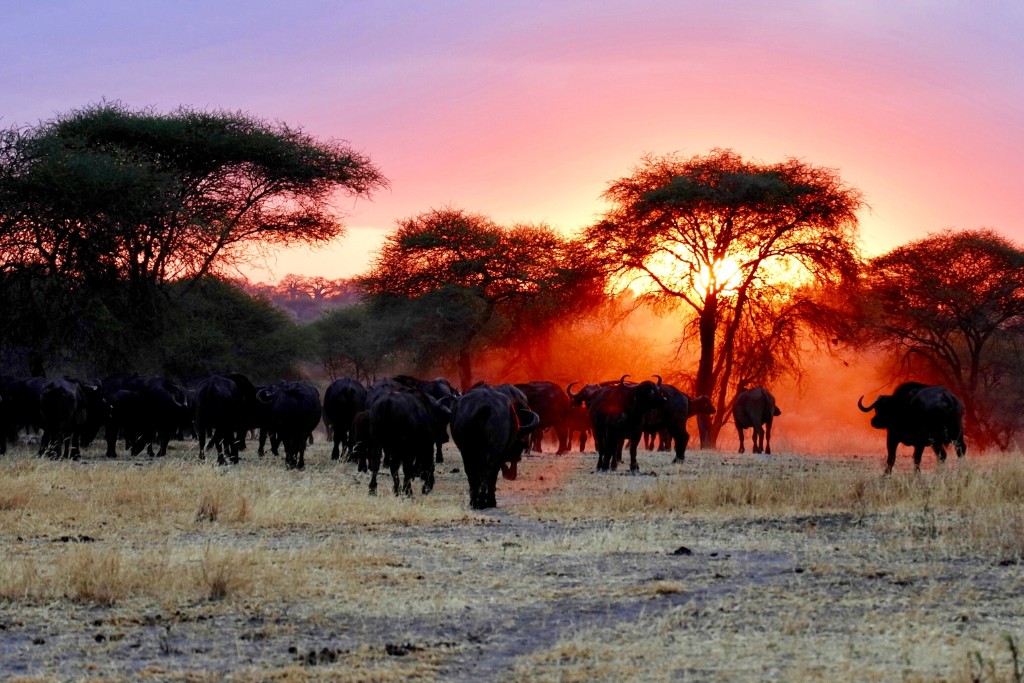 safaris in tanzania