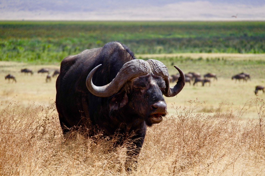 safaris in tanzania
